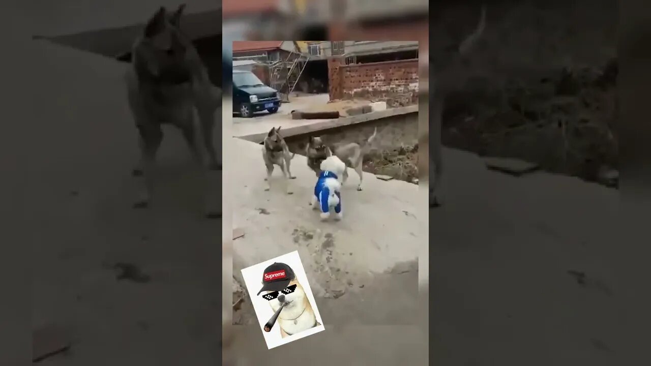 BEST FUNNY PET VIDEOS #5 - Try Not To Laugh #shorts