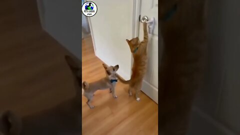 Funniest cats and dogs Videos 🐶 🐱 Part-507😂#shorts