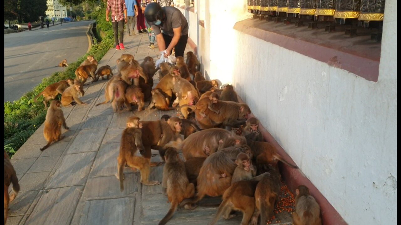 feeding gram to the wild monkey || a group of hungry monkey eat gram || feeding monkey