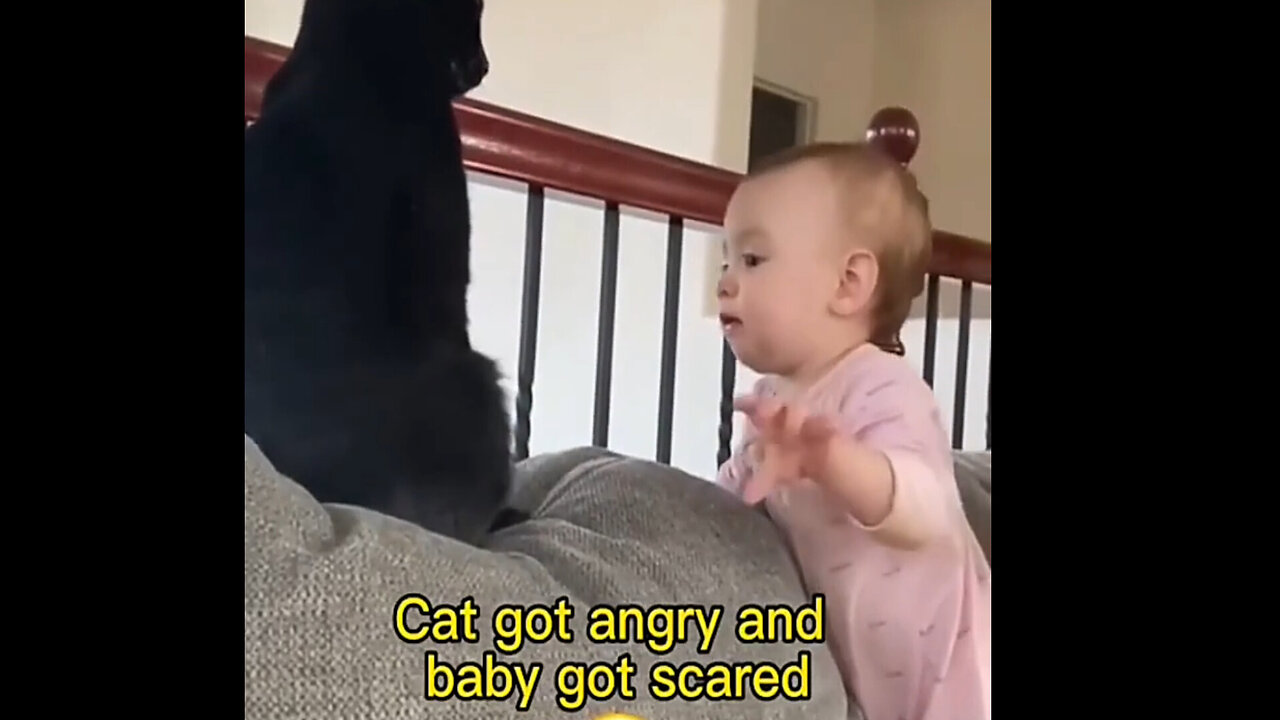 Cat Got Angry And Baby Got Scared