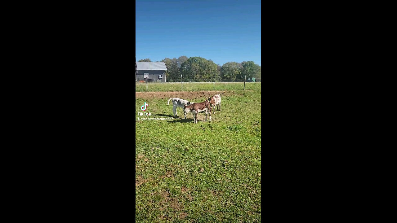 Baby heifer calves.