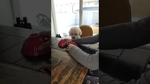 🐩Smart Poodle Puppy 💕