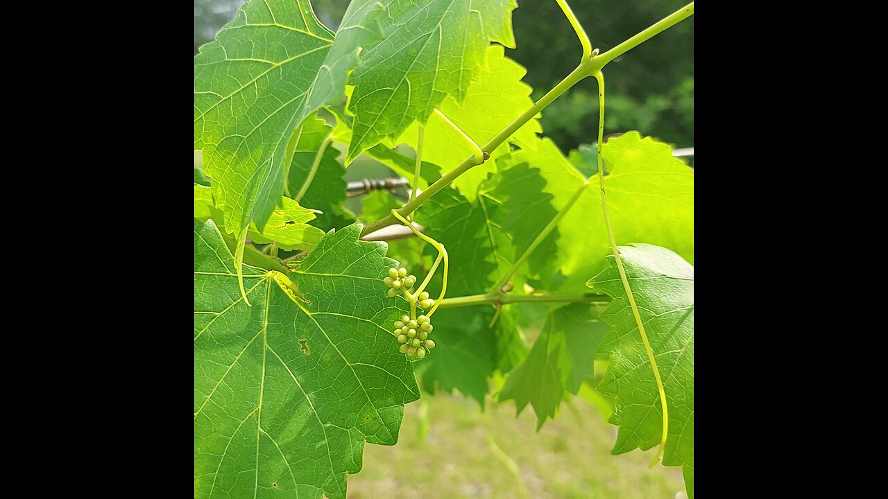 GARDEN UPDATE May 22, 2023