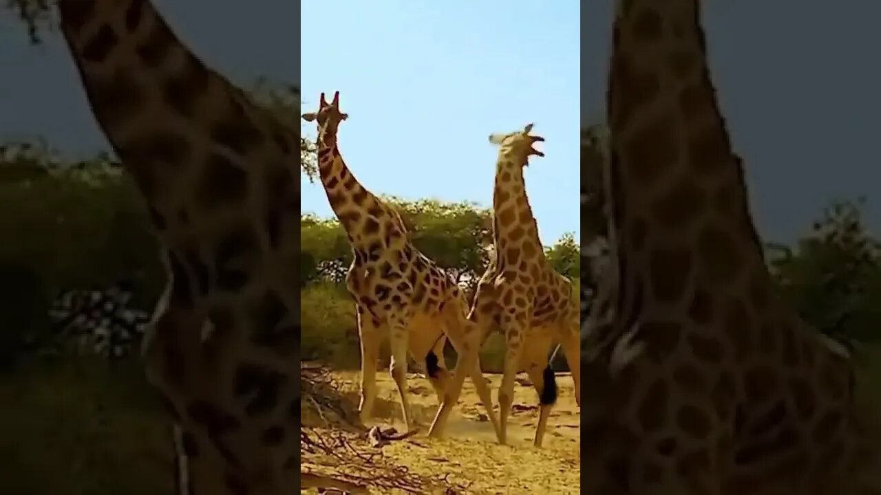 the amazing giraffe duel 😮😮 #shorts