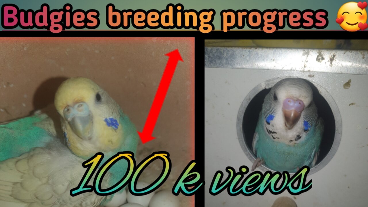 Budgies breeding progress