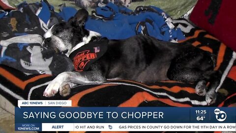 Saying goodbye to Chopper the Biker Dog