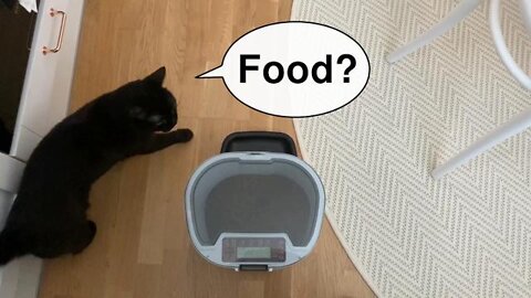 Vilma cat reacts to cat feeder