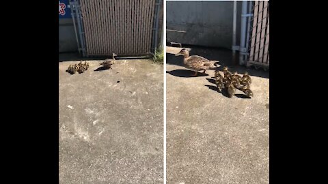 Momma Duck takes its Baby ducks for a walk