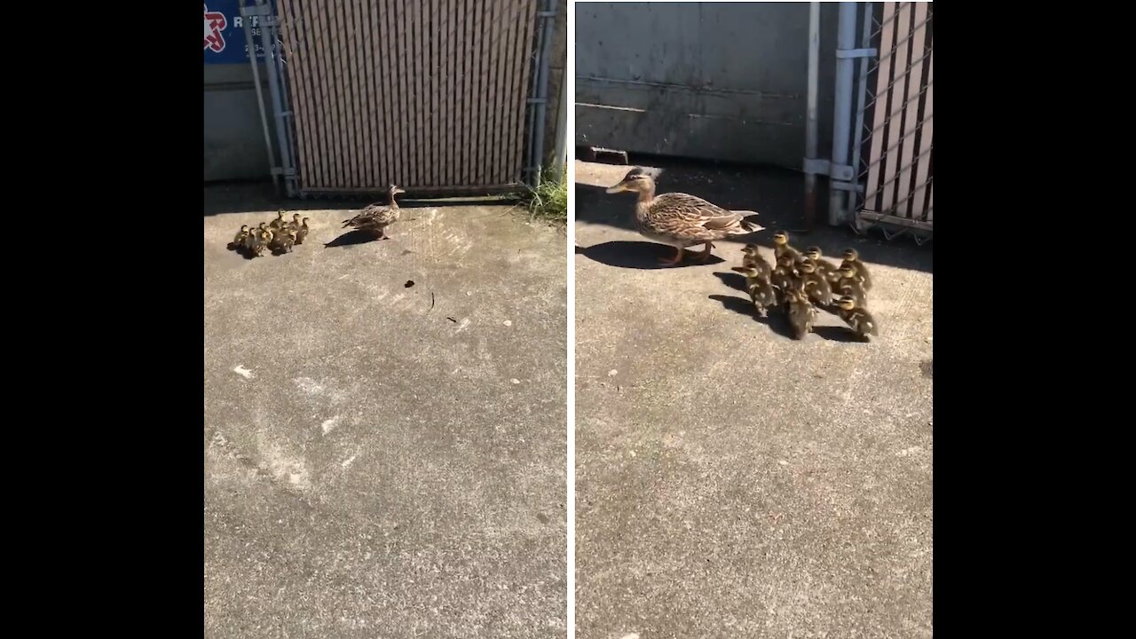 Momma Duck takes its Baby ducks for a walk