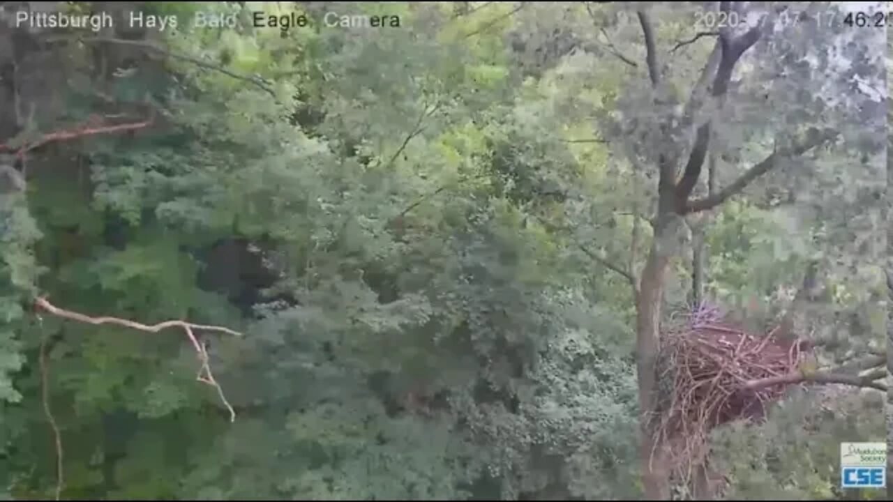 Hays Eagles Juvenile lands on branch near Woods limb 2020 07 07 545pm