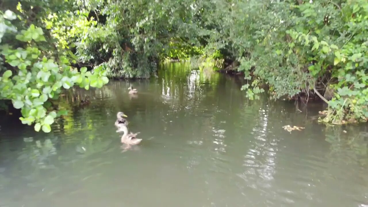 Following these #ducks #DJI