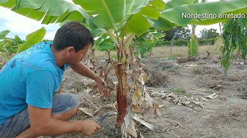 Fazendo desbaste nas bananeiras aqui na roça Racho Dutra