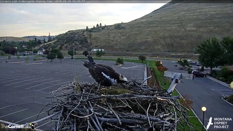 Iris is looking Beautiful, Strong, and Healthy as she works on her nest. 8-21-2019