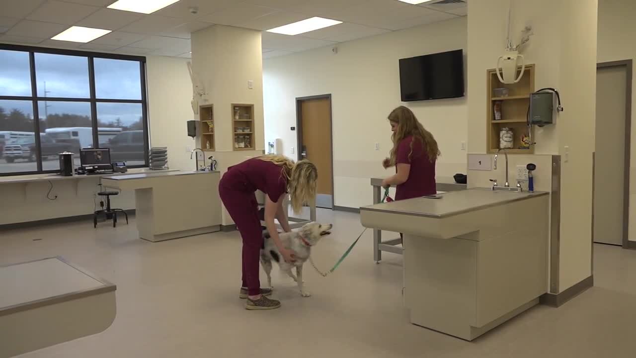 CSI's vet tech program to hold Annual Dog Wash fundraiser