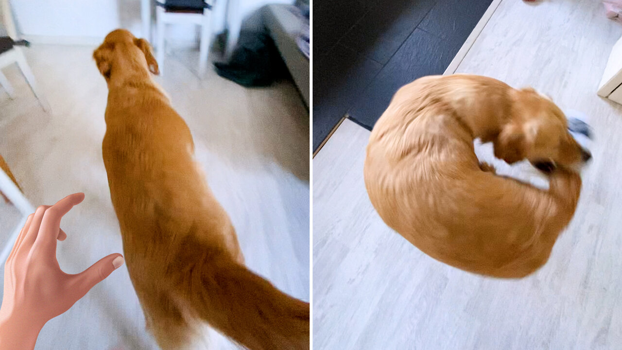 Golden retriever Luna runs after her tail and steals socks!