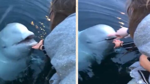 Whale gives phone from underwater.