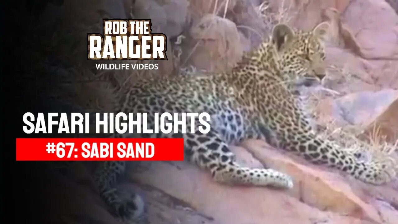 Safari Highlights #67: 01 - 03 October 2010 | Sabi Sand Nature Reserve | Latest Wildlife Sightings