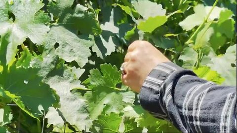 Mollie Engelhart - Growing Grapes for Wine + Table in Southern California