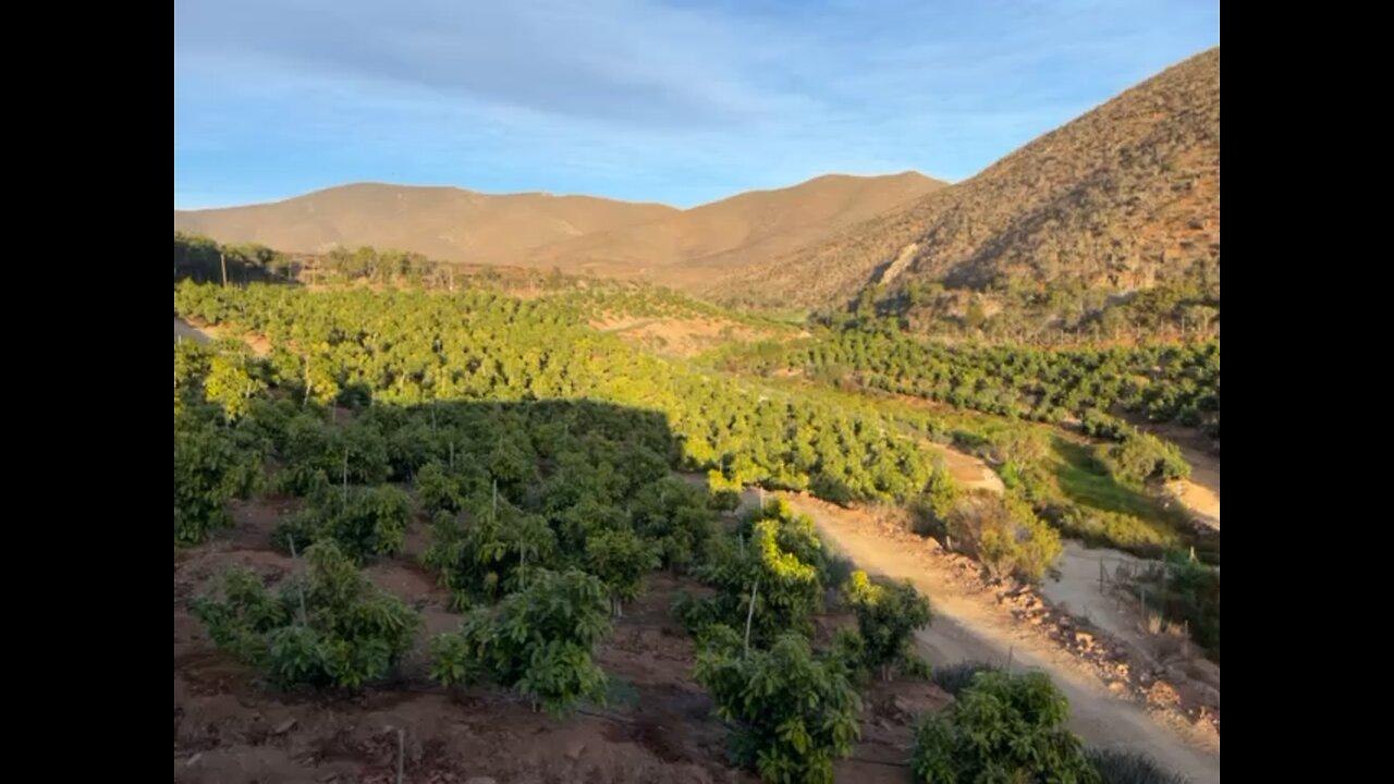 Morning on the Avocado farm in La Serena Chile