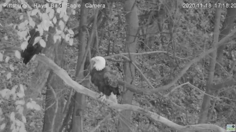 Hays Eagles Mom joins Dad on the woods limb 2020 11 18 5:17PM