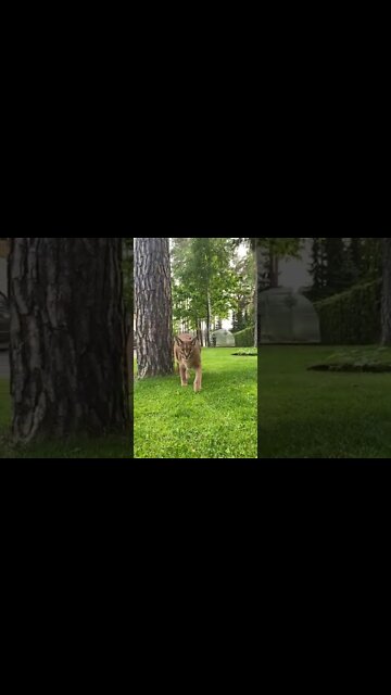 #shorts #2022 funny,prank,funjokes,dad jokes,funny memes,funny video,fun,laughing,funny animal,knock