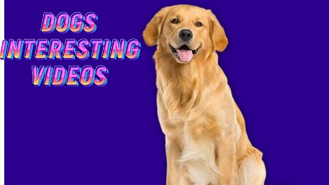 DOGS VIDEOS