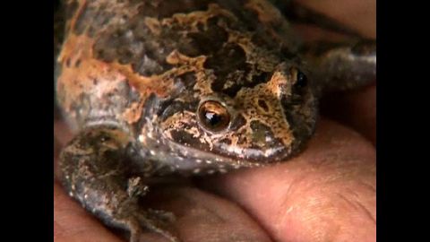 Rare Frog Returns From Extinction