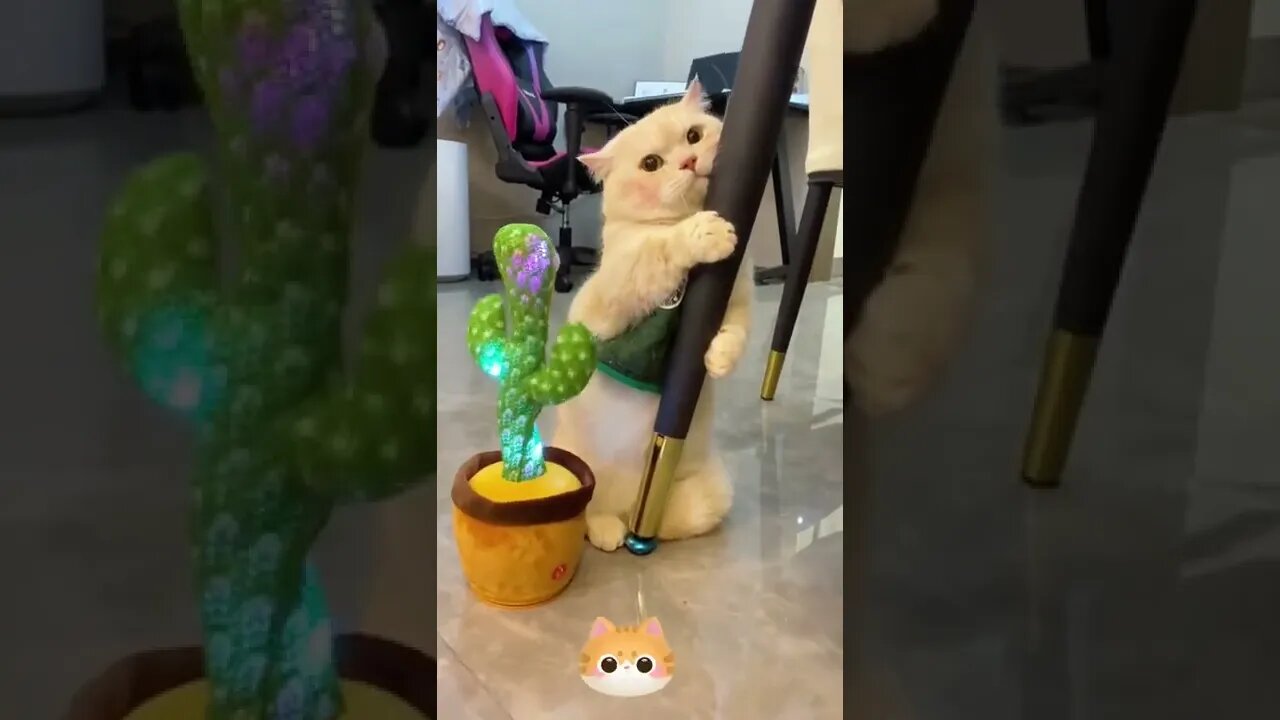 Cute and funny cat videos