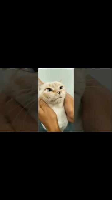 This Cat Has Freckles on Nose 👃