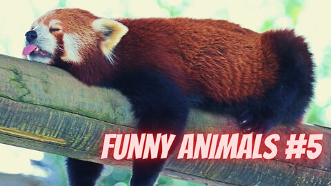 funny animals #5