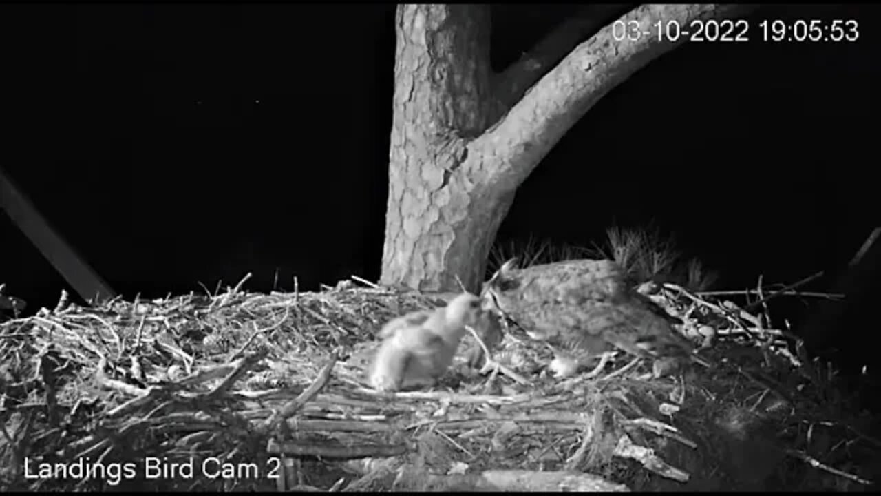 Dad Delivers a Bird to The Nest-Cam Two 🦉3/10/22 19:04