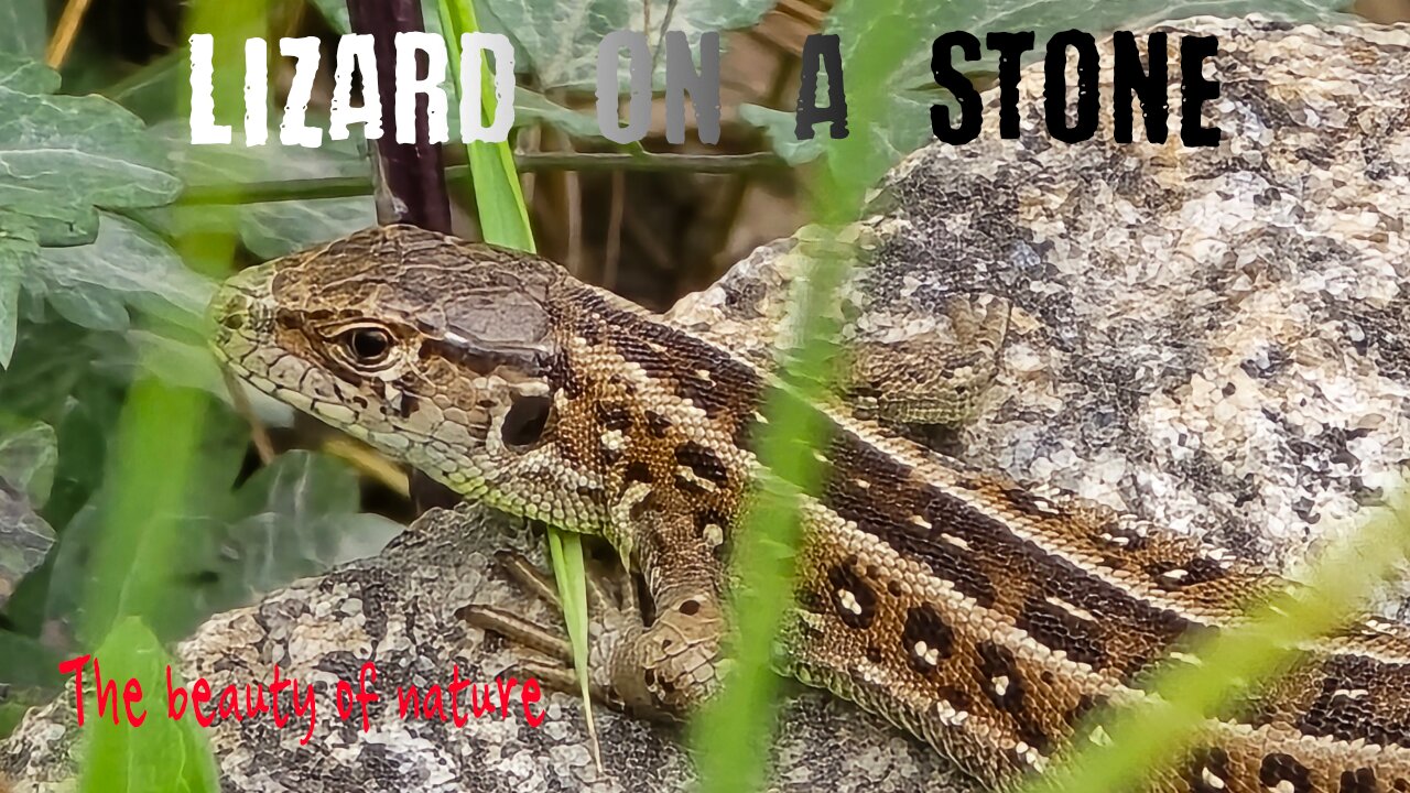 Beautiful lizard on a stone / Beautiful reptile enjoying the warm weather.