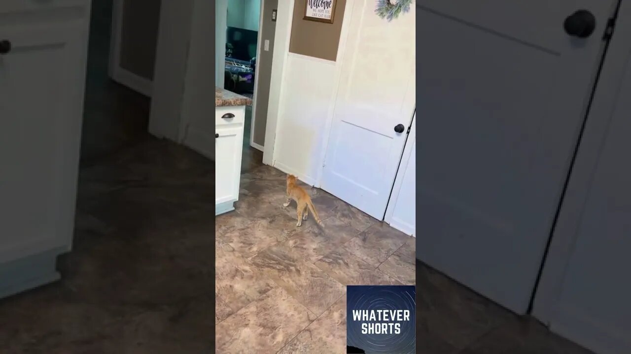 Cat defends house from invisible attackers #shorts #cat #house #cute