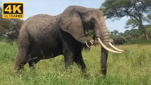 Dangerous animal 🐘🐘🐘 Elephant | Animal 4k ultra video