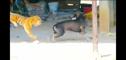 Funniest animals try not to laugh 😅🤣🏌️‍♂️