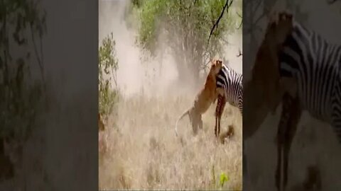 zebra in danger