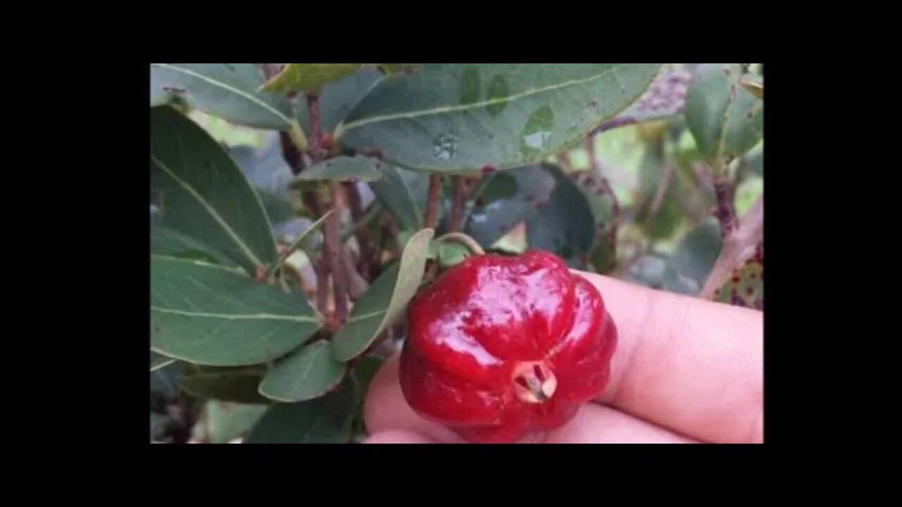 pitanga do cerrado anã precoce uma delícia ideal para pequenos espaços