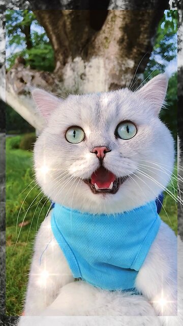 The cat had its owner tying its shoe laces in a rude way