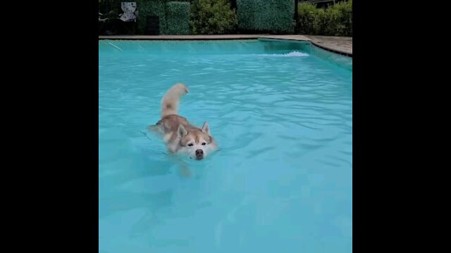 Swimming husky puchi...I'm good, right? ^^