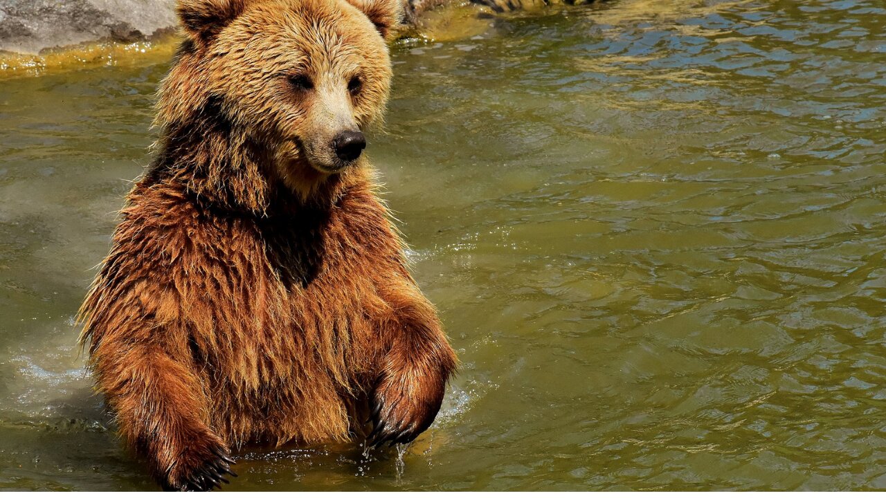 See the bear while swimming in the river, the beauty of nature and the sound of water and birds