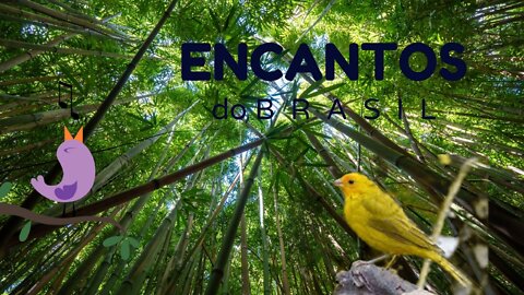 🐦🐦O CANTO DO CANÁRIO DA TERRA #1🐦🐦