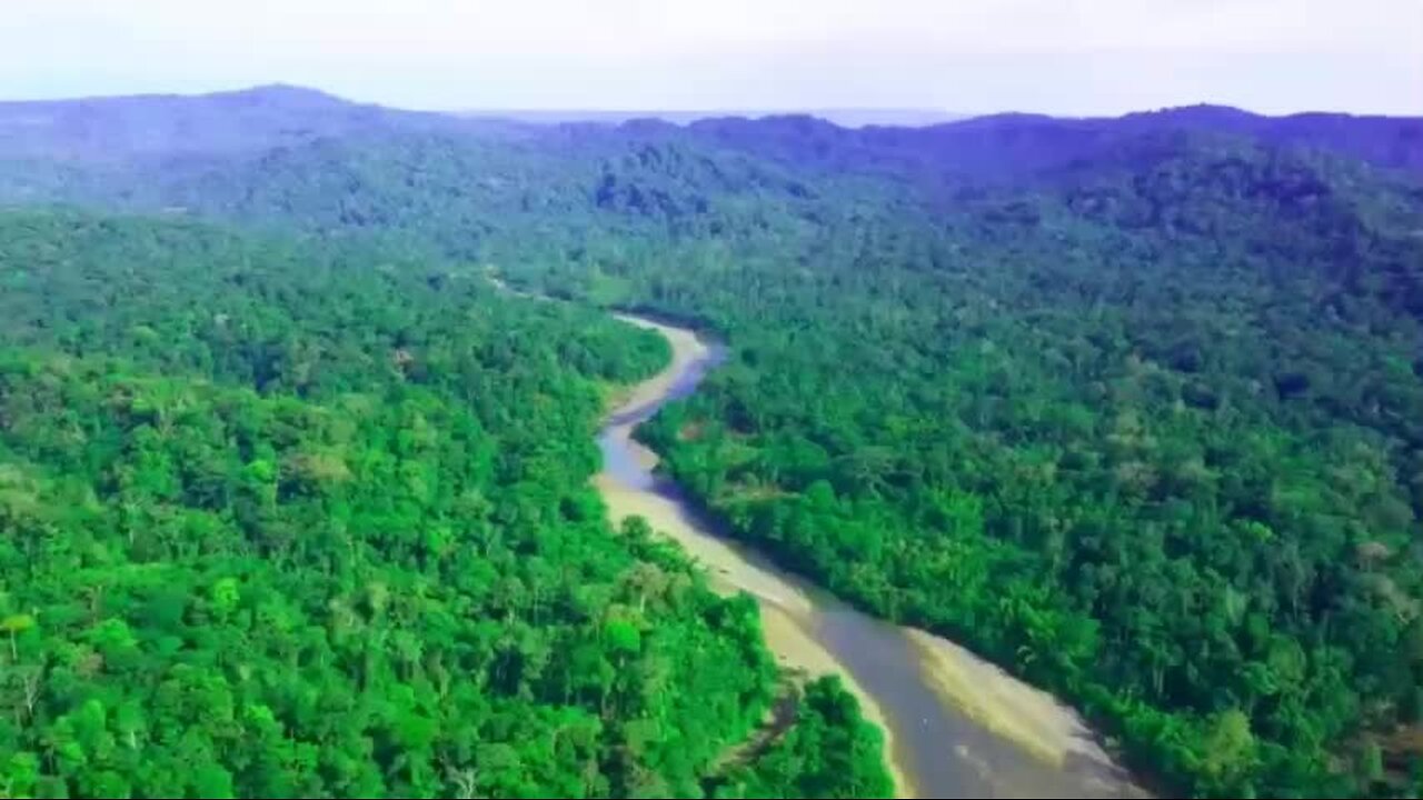 Amazing Largest Birds of The World - Birds of Rainforest