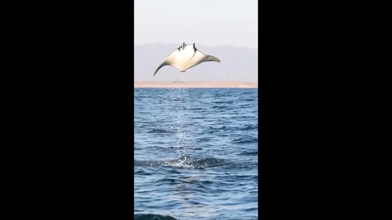 Mobula Ray