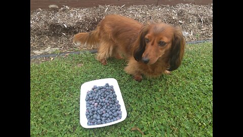 Second Blueberry Harvest 6/10/24