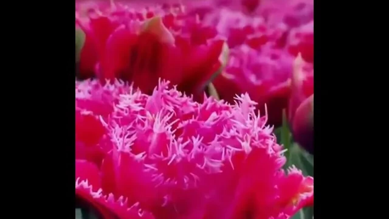 Fields of beauty