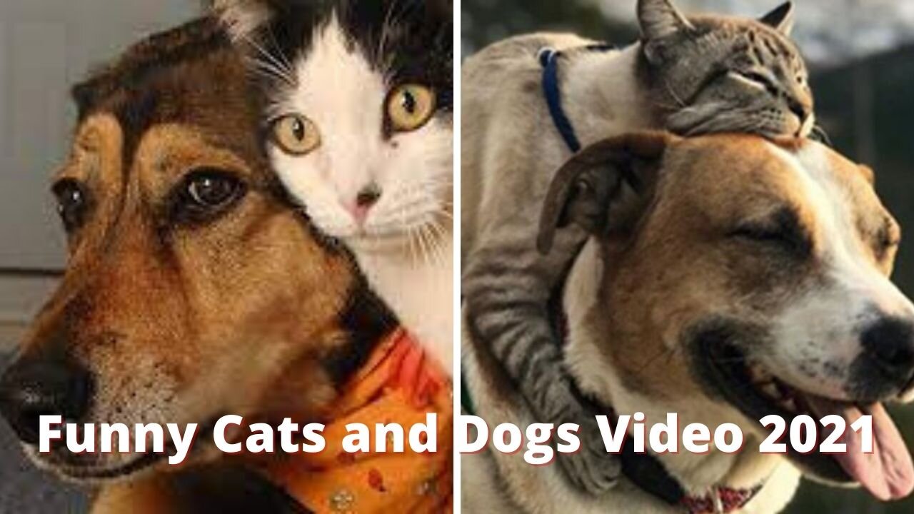 Funny Cats and Dogs Video 2021 Try Not To Laugh