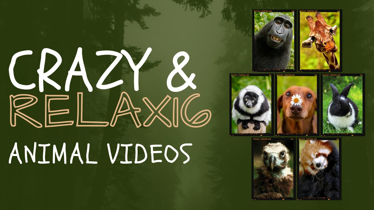 Wild life | Animal video | Nature video | Funny animal | Best video of nature