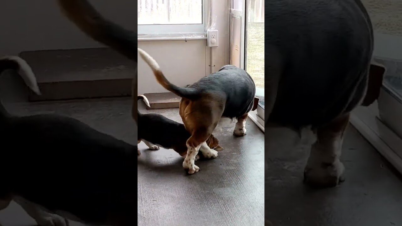 Patient dog teaches young puppy how to use the pet door