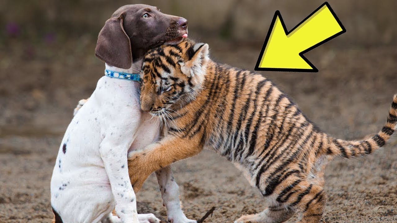 This Puppy Was In For A Surprise When This Tiger Cub Came Up To Him