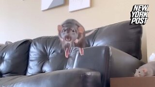 Say cheese- Jumping rat goes viral on Instagram